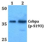 Phospho-C/EBP alpha (Ser193) Polyclonal Antibody