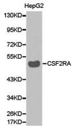 CSF2RA Polyclonal Antibody