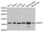 MNAT1 Polyclonal Antibody