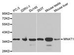 MNAT1 Antibody in Western Blot (WB)