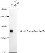 MPZ Polyclonal Antibody
