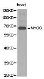 MYOC Polyclonal Antibody