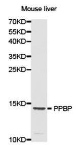 PPBP Polyclonal Antibody