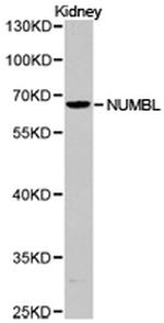 NUMBL Polyclonal Antibody