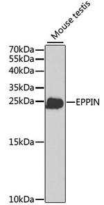 SPINLW1 Polyclonal Antibody