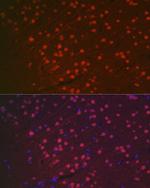 NeuN Antibody in Immunocytochemistry (ICC/IF)