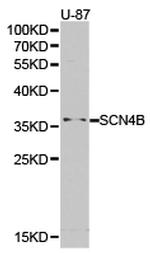 SCN4B Polyclonal Antibody