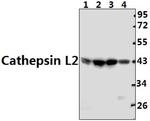 Cathepsin V Polyclonal Antibody