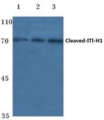 ITIH1 (Cleaved Asp672) Polyclonal Antibody