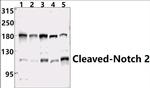 NOTCH2 (Cleaved Ala1734) Polyclonal Antibody