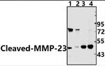 MMP23 (Cleaved Tyr79) Polyclonal Antibody