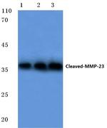 MMP23 (Cleaved Tyr79) Antibody in Western Blot (WB)
