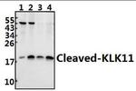 Kallikrein 11 (Cleaved Ile54) Polyclonal Antibody