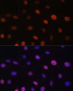 UHRF2 Polyclonal Antibody