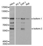 UHRF2 Antibody in Western Blot (WB)