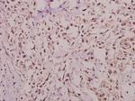 Hairless Polyclonal Antibody