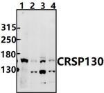 CRSP130 Antibody in Western Blot (WB)