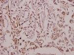 EGFL4 Polyclonal Antibody