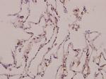 TAUT Antibody in Immunohistochemistry (Paraffin) (IHC (P))