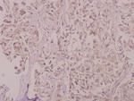 SLC30A1 Polyclonal Antibody
