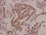 FAM3D Antibody in Immunohistochemistry (Paraffin) (IHC (P))