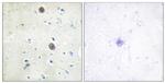 Phospho-Amyloid Precursor Protein (Thr743, Thr668) Antibody in Immunohistochemistry (Paraffin) (IHC (P))