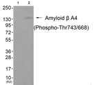 Phospho-Amyloid Precursor Protein (Thr743, Thr668) Antibody in Western Blot (WB)