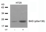 Phospho-BAD (Ser136) Antibody in Western Blot (WB)