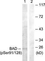 Phospho-BAD (Ser91, Ser128) Antibody in Western Blot (WB)