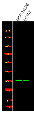 Phospho-Cyclin D1 (Ser90) Antibody in Western Blot (WB)