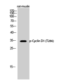 Phospho-Cyclin D1 (Thr286) Antibody in Western Blot (WB)