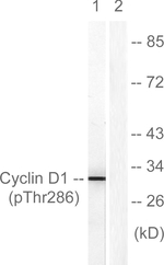 Phospho-Cyclin D1 (Thr286) Antibody in Western Blot (WB)