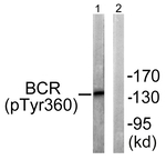 Phospho-BCR (Tyr360) Antibody in Western Blot (WB)