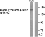 Phospho-Blooms Syndrome (Thr99) Antibody in Western Blot (WB)