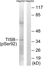 Phospho-ZFP36L1 (Ser92) Polyclonal Antibody