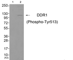 Phospho-MCK10 (Tyr513) Antibody in Western Blot (WB)
