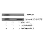 Phospho-Calmodulin (Thr79, Ser81) Antibody in Western Blot (WB)