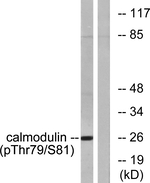 Phospho-Calmodulin (Thr79, Ser81) Antibody in Western Blot (WB)
