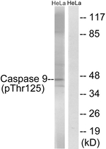 Phospho-Caspase 9 (Thr125) Antibody in Western Blot (WB)