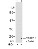 Phospho-Caveolin 1 (Tyr14) Antibody in Western Blot (WB)