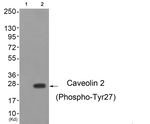 Phospho-Caveolin 2 (Tyr27) Polyclonal Antibody