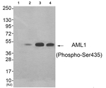 Phospho-RUNX1 (Ser435) Antibody in Western Blot (WB)
