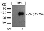 Phospho-c-Cbl (Tyr700) Antibody in Western Blot (WB)