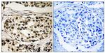 Phospho-Cyclin C (Ser275) Polyclonal Antibody