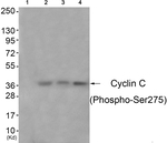 Phospho-Cyclin C (Ser275) Antibody in Western Blot (WB)