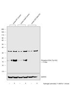 Phospho-CD3z (Tyr142) Antibody in Western Blot (WB)
