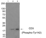 Phospho-CD3z (Tyr142) Antibody in Western Blot (WB)