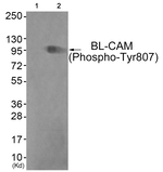 Phospho-CD22 (Tyr807) Antibody in Western Blot (WB)