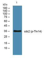 Phospho-CDK1 (Thr14) Antibody in Western Blot (WB)