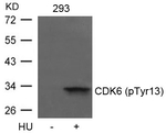 Phospho-CDK6 (Tyr13) Antibody in Western Blot (WB)